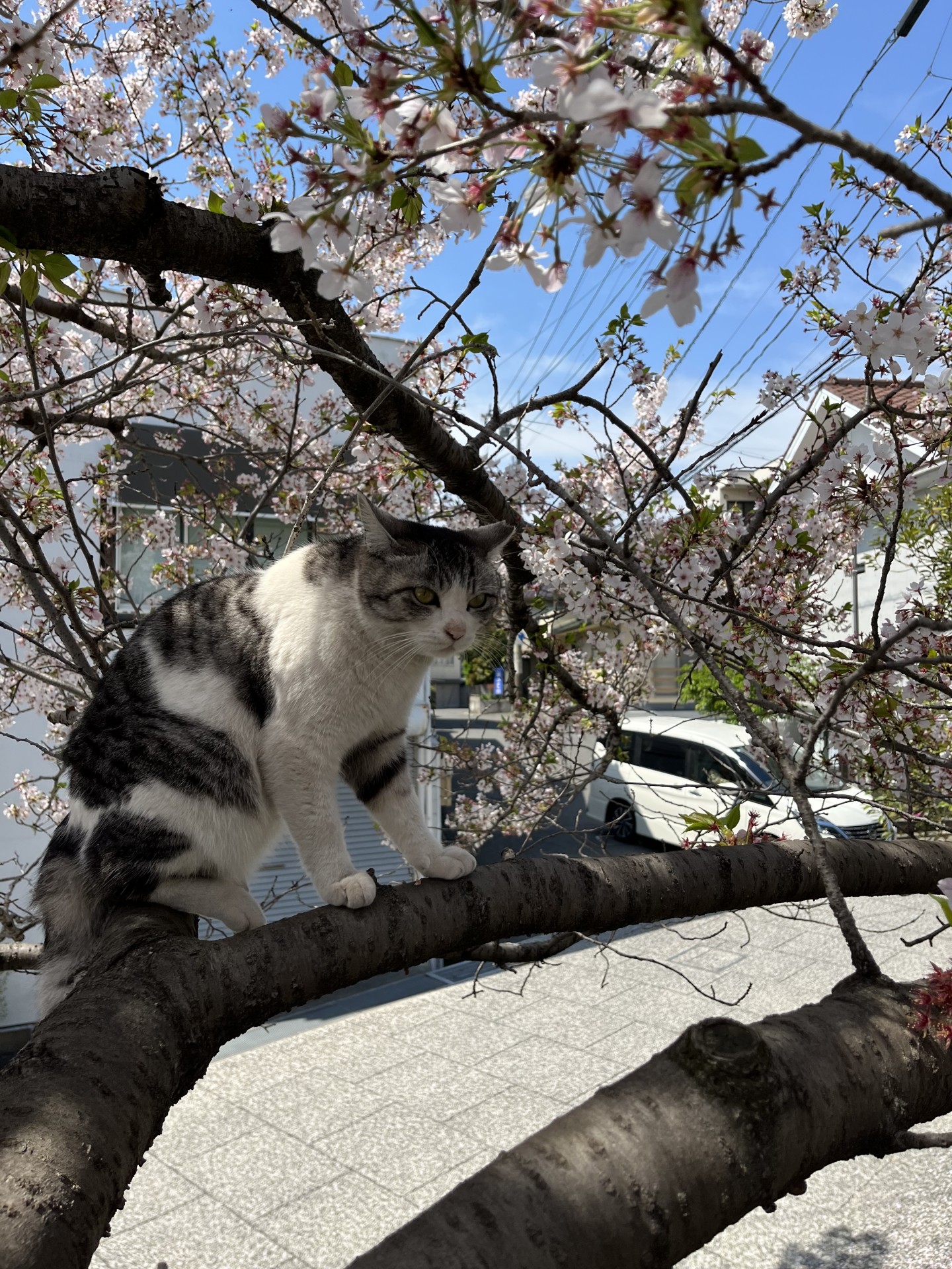 桜の木の上で何を思う❓