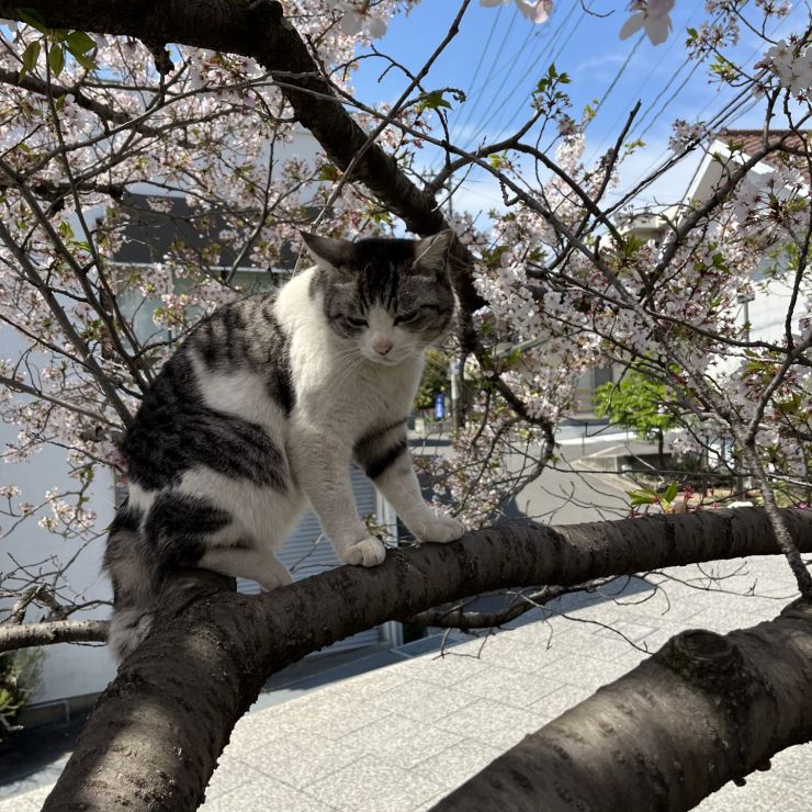 桜の木の上は落ち着きます。
