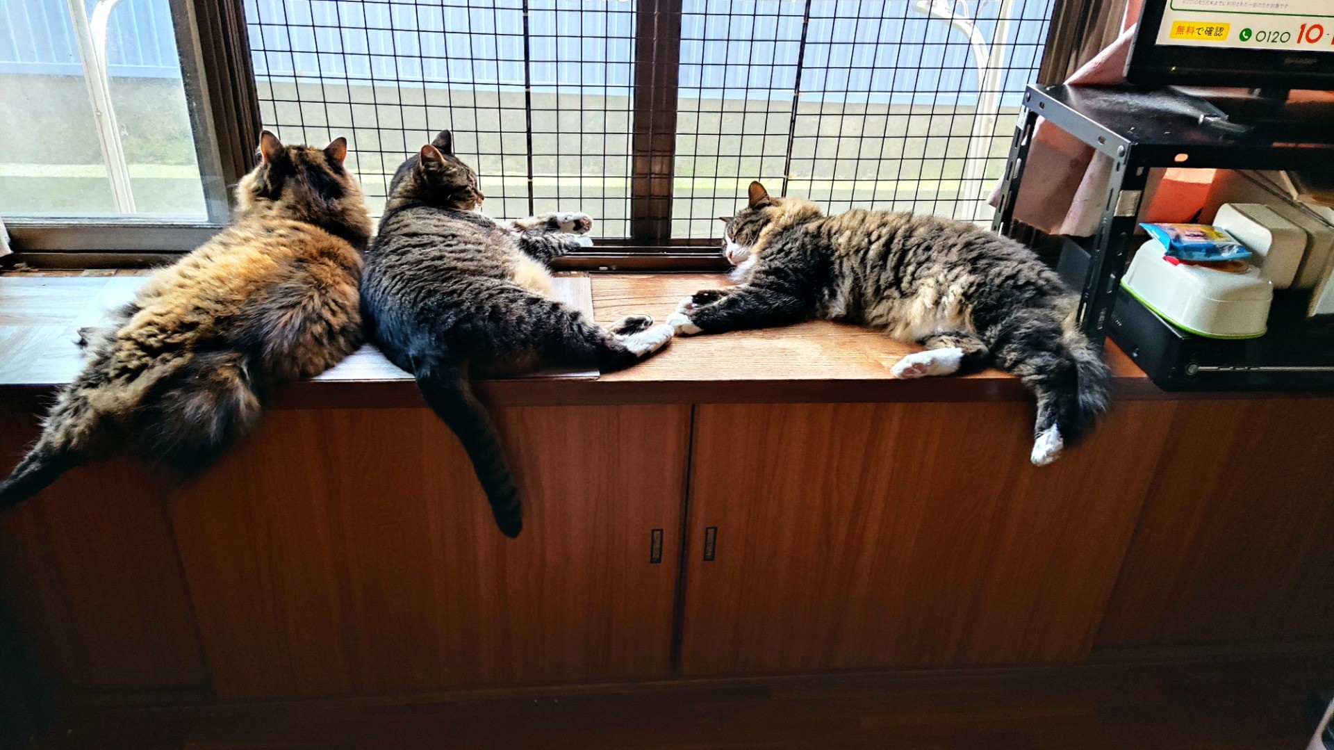 保護猫達のお昼寝