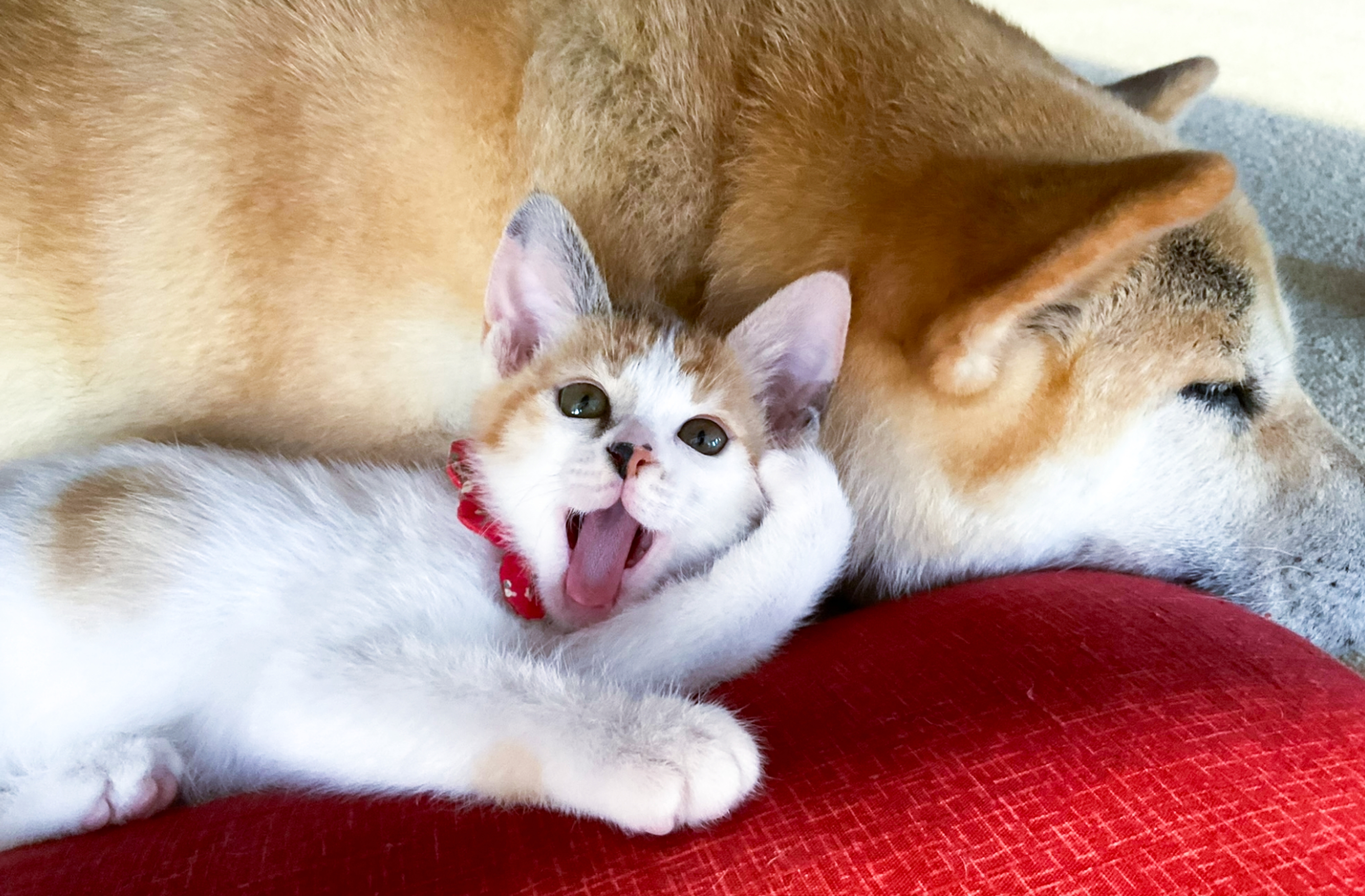 里親や一時預かり先もさがせます