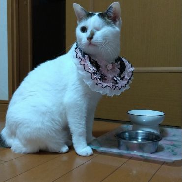 うちにきてくれてありがとう