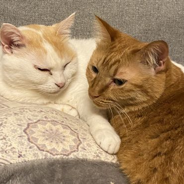 血の繋がりはないけど仲良し保護猫