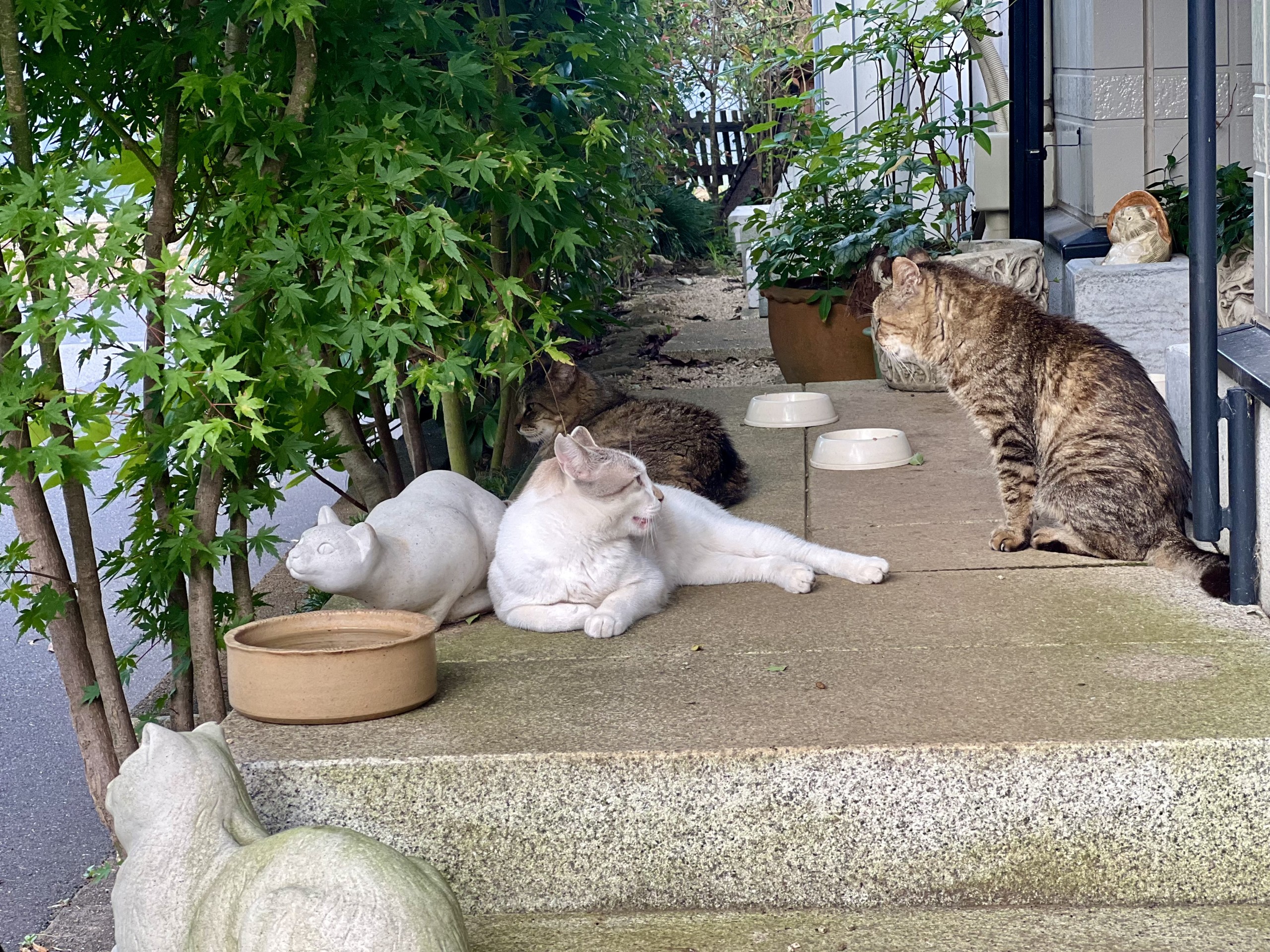 とうとう先住地域猫たちと会話