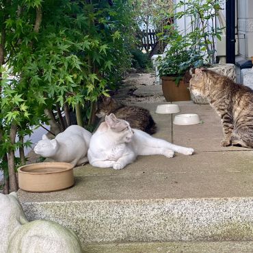 とうとう先住地域猫たちと会話