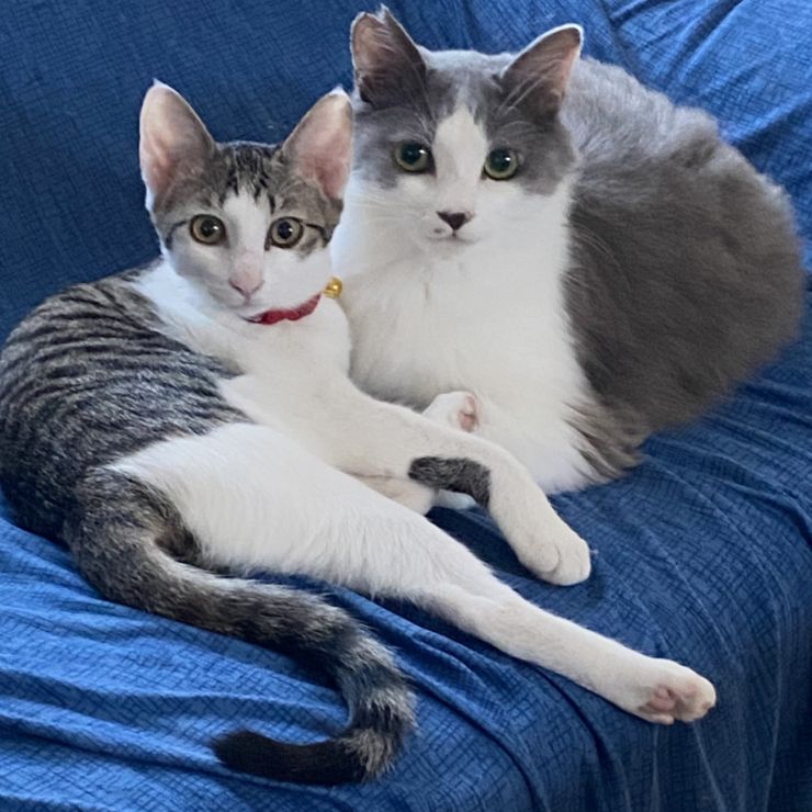 虎徹とハナ
