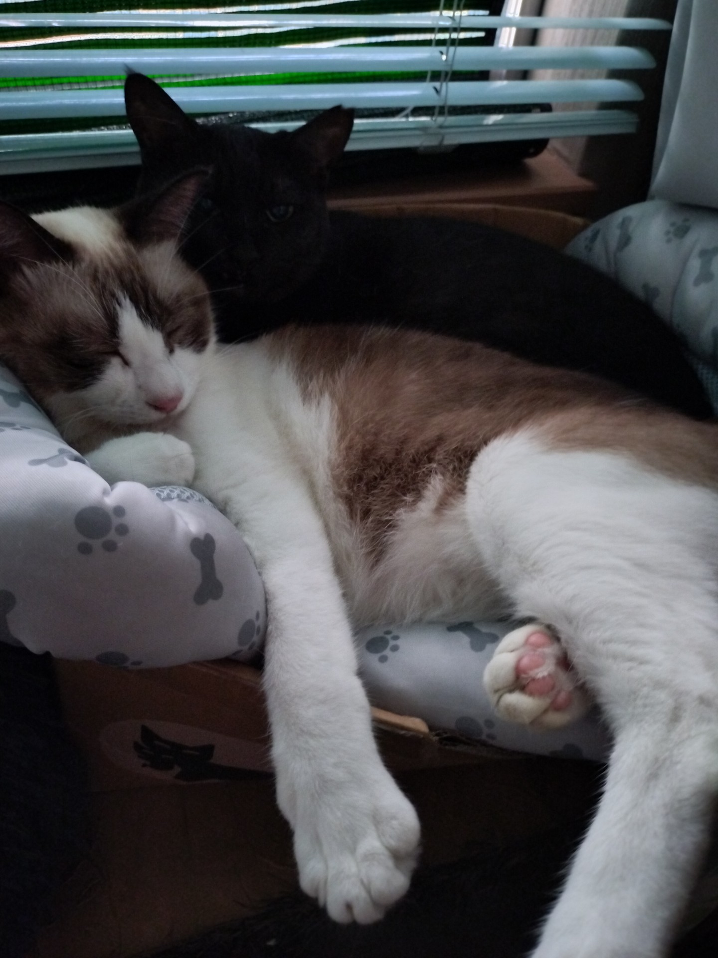 仲良しになりました😸