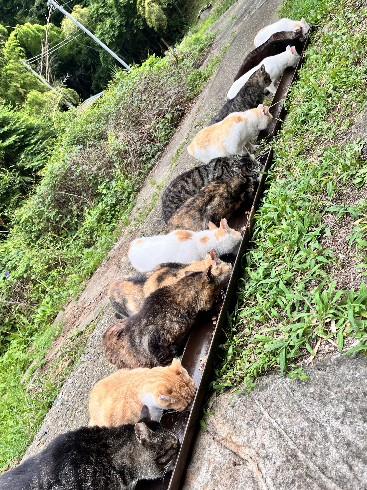みんなでごはん