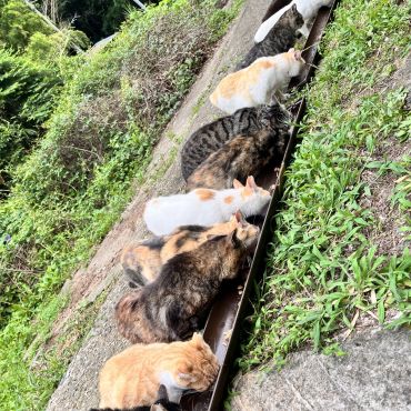 みんなでごはん