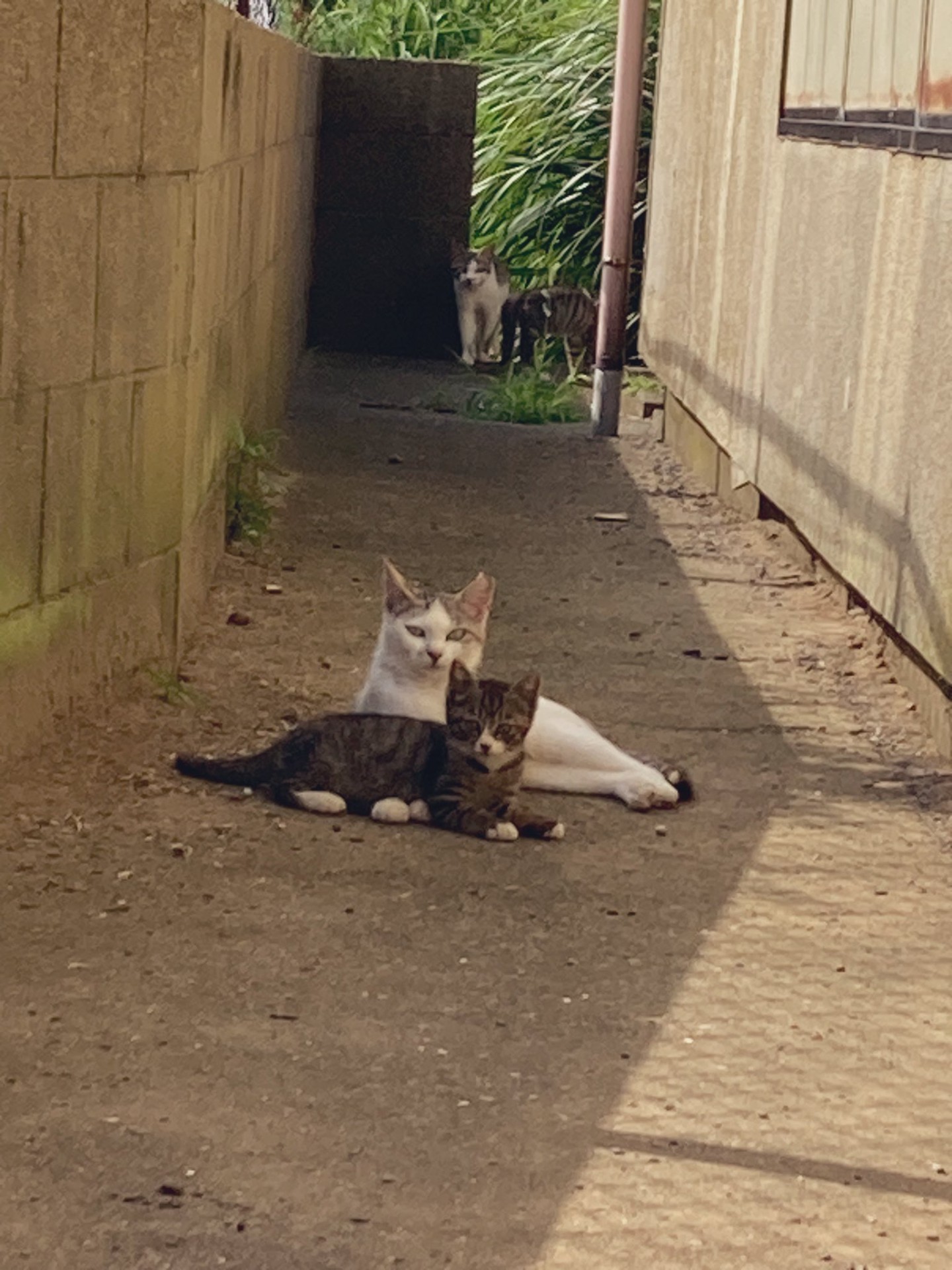 家族一丸