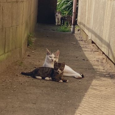 丸ごと