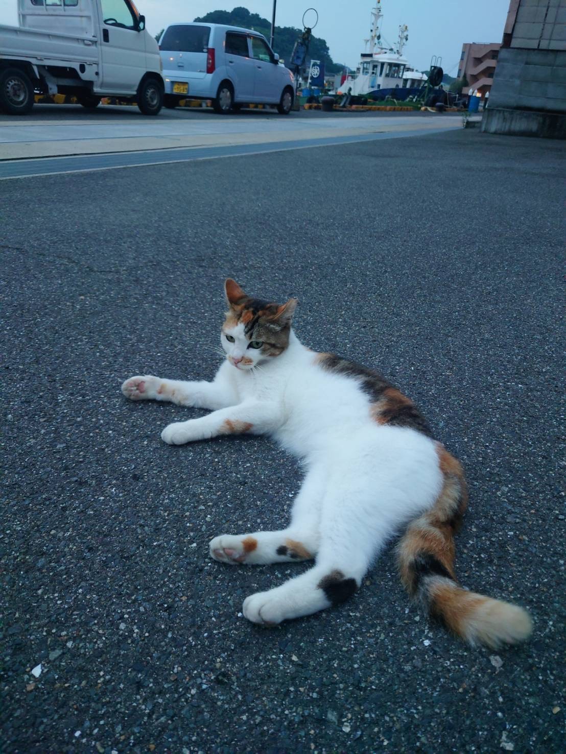 海と猫と尾道