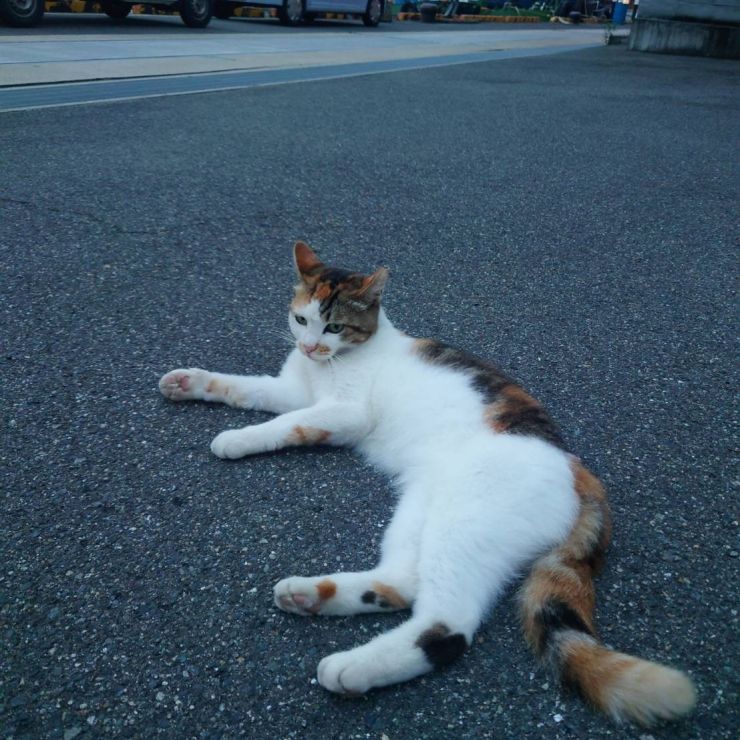 海と猫と尾道