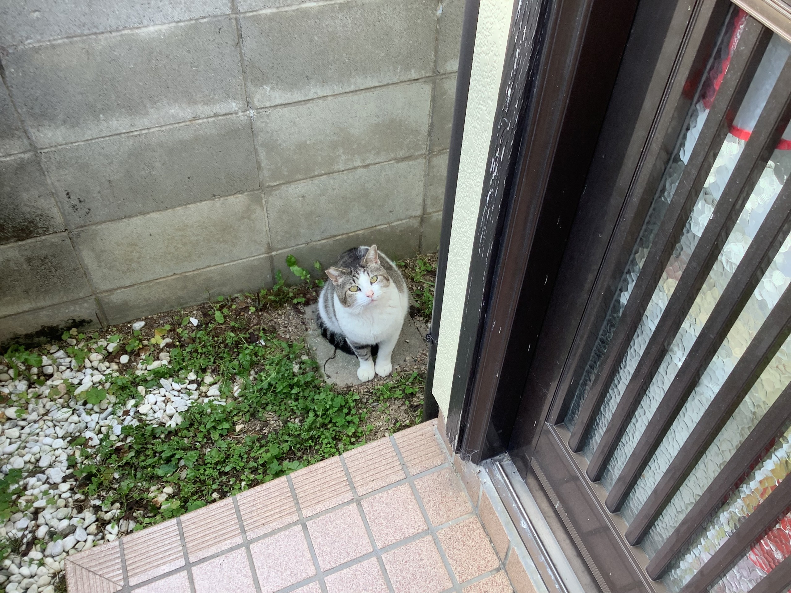 ゴハンの時間ですか？