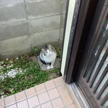 ゴハンの時間ですか？