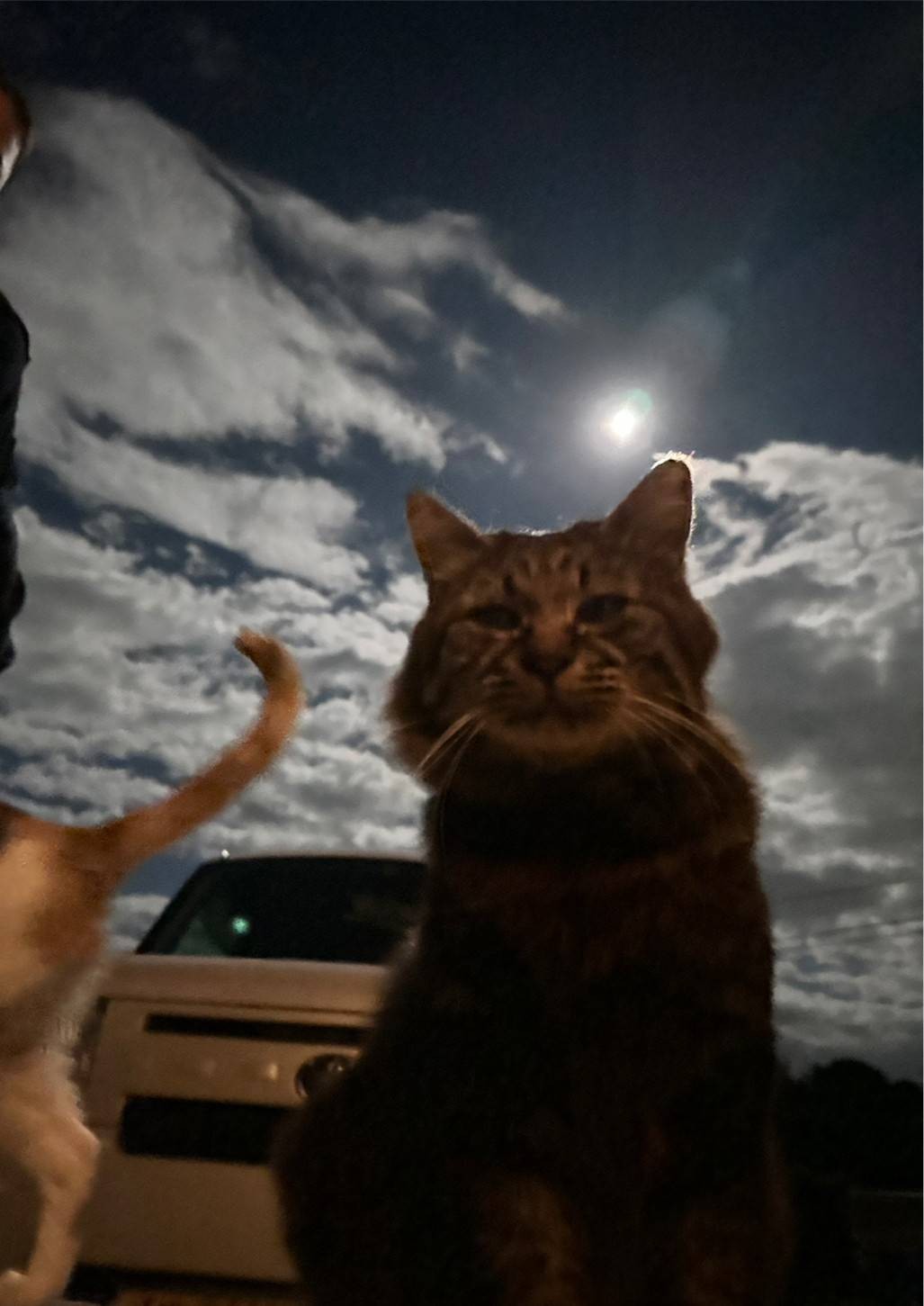 月あかりの猫