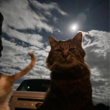 月あかりの猫