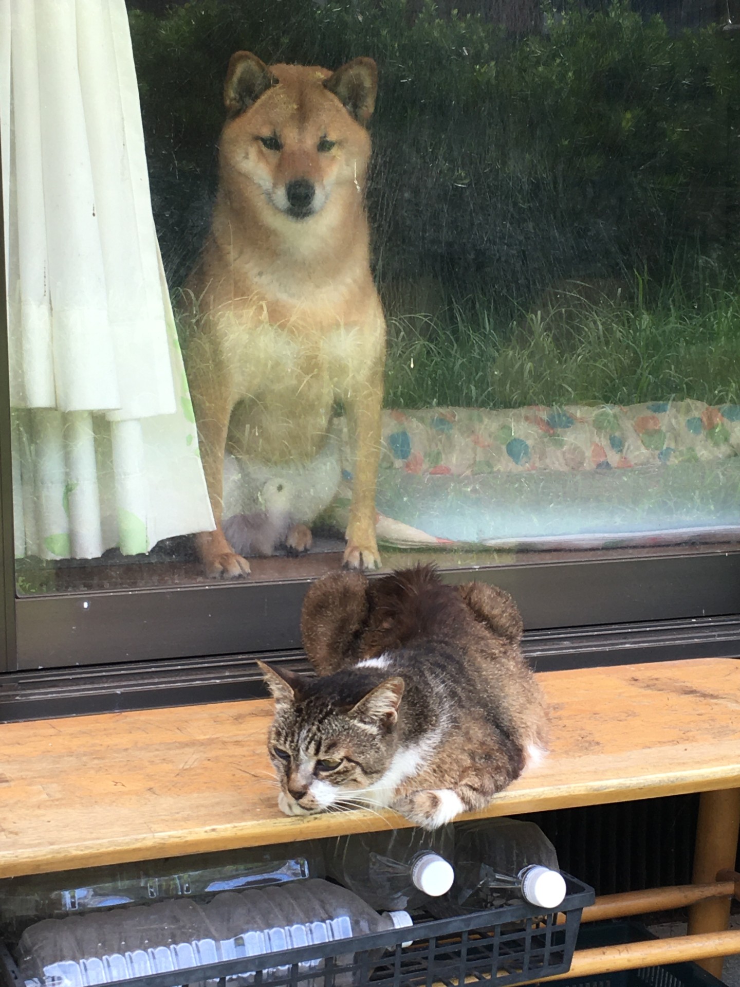 母ちゃん猫を心配する柴犬