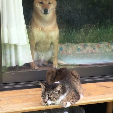 母ちゃん猫を心配する柴犬