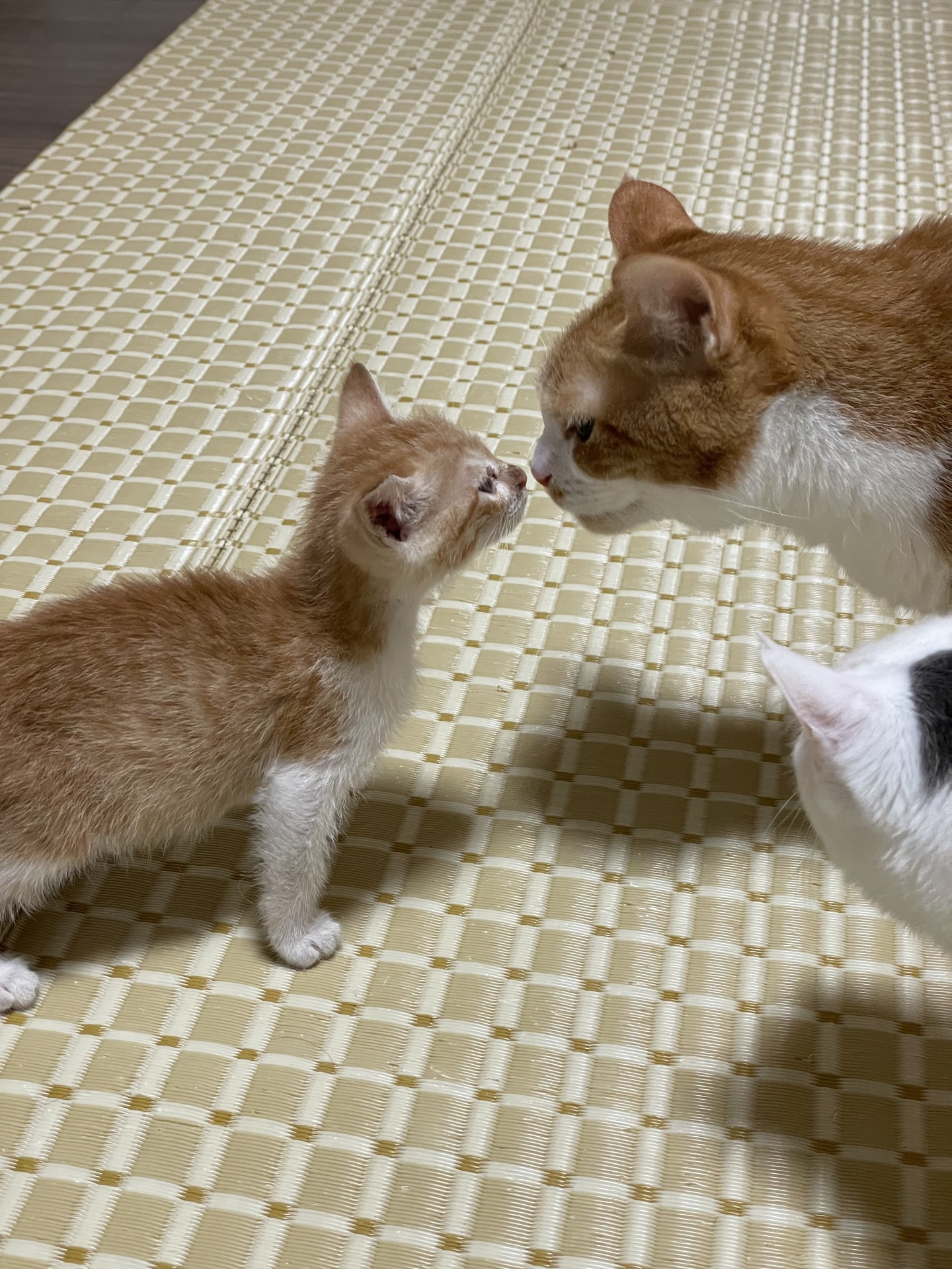 はじめまちて