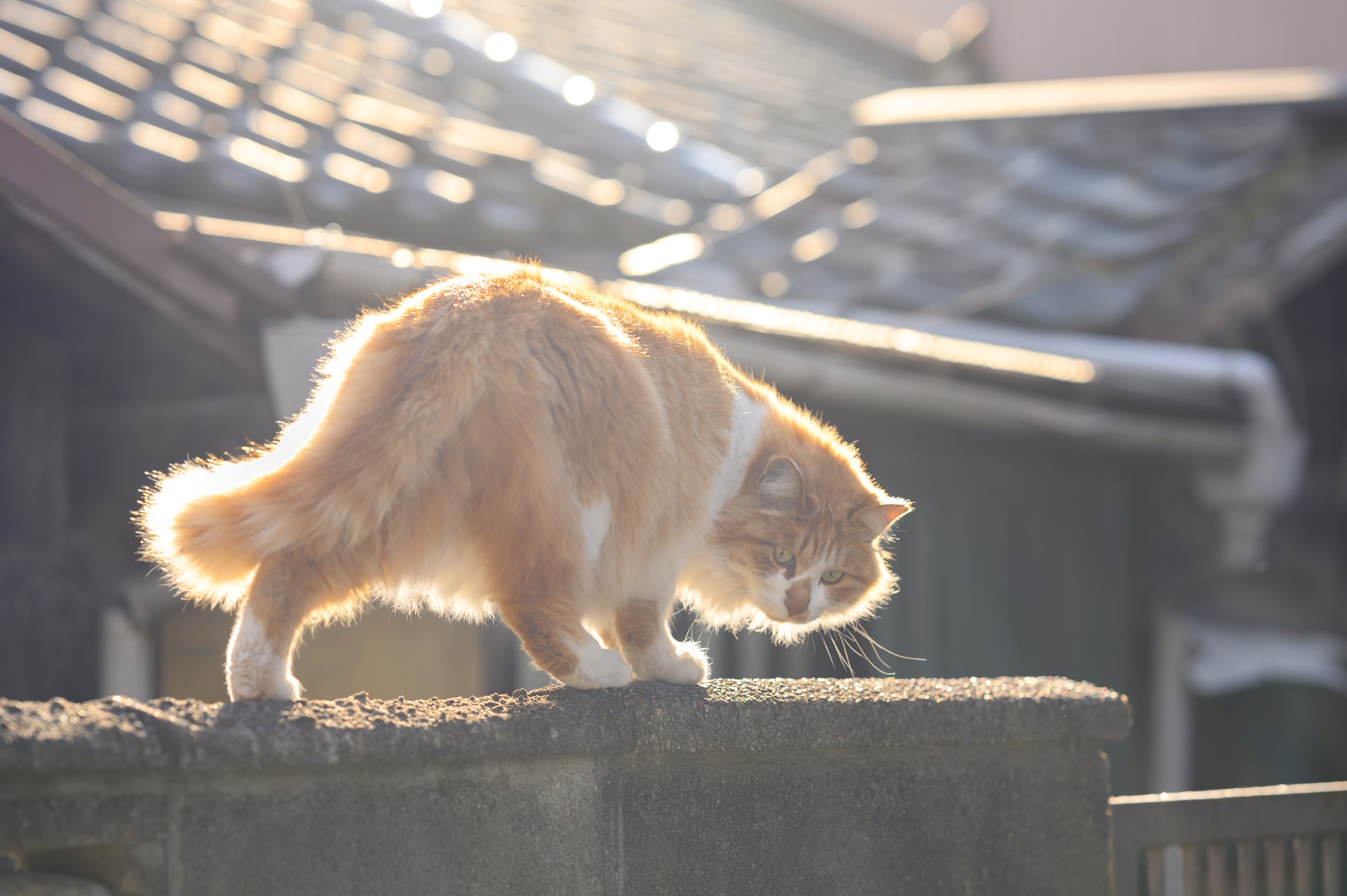 黄金の夕日に照らされて