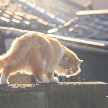 黄金の夕日に照らされて
