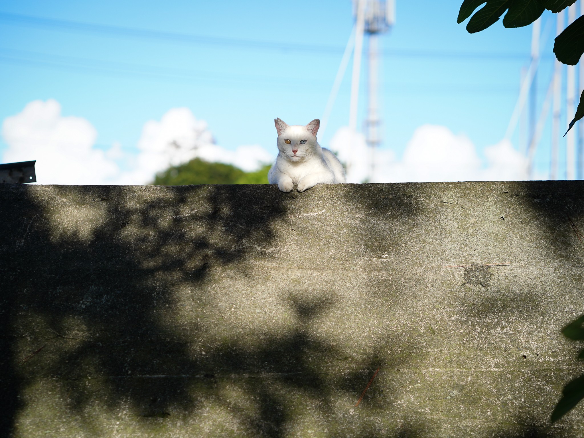青空と入道雲と猫さん