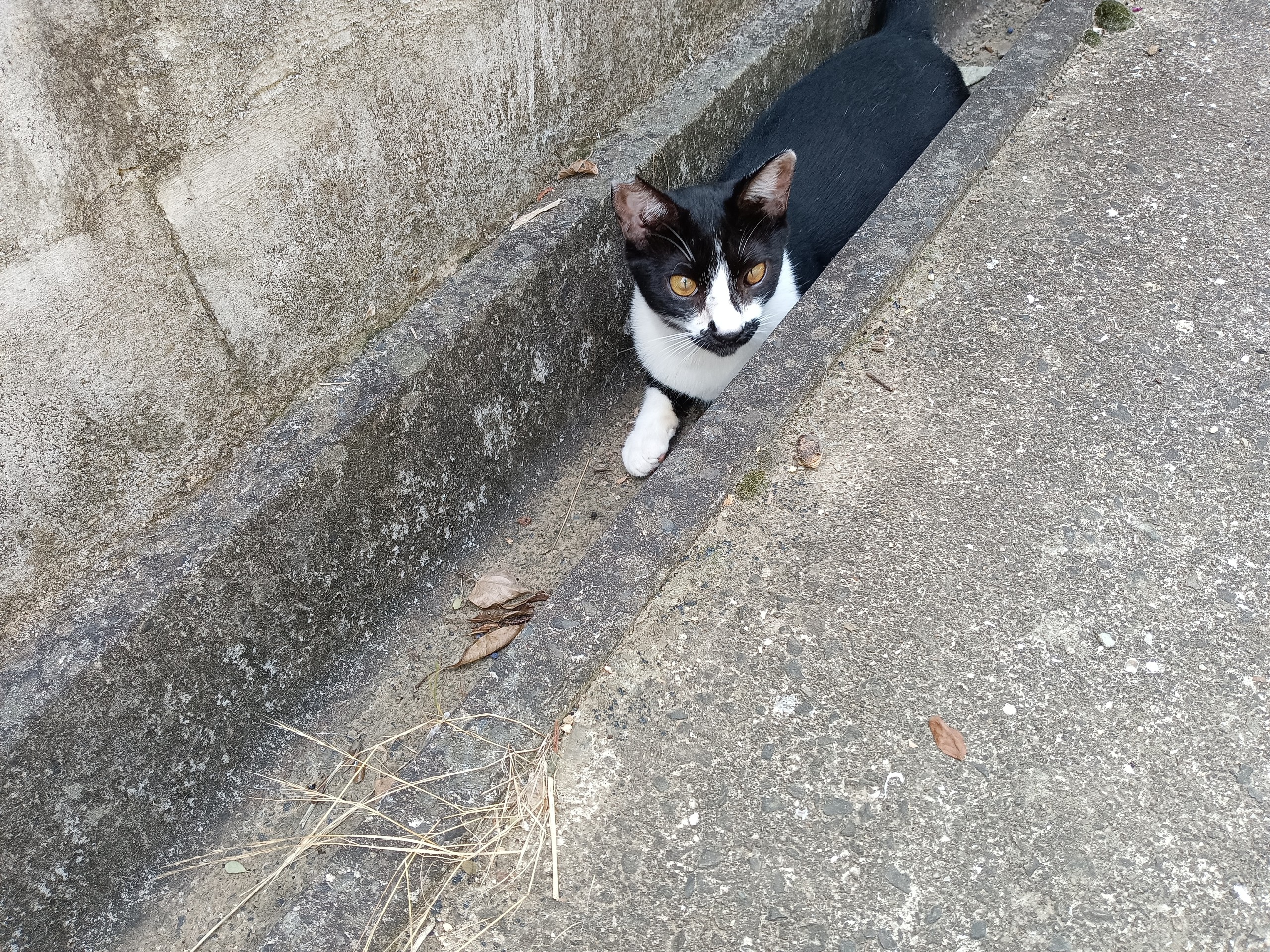 クロちゃん