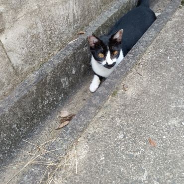 クロちゃん