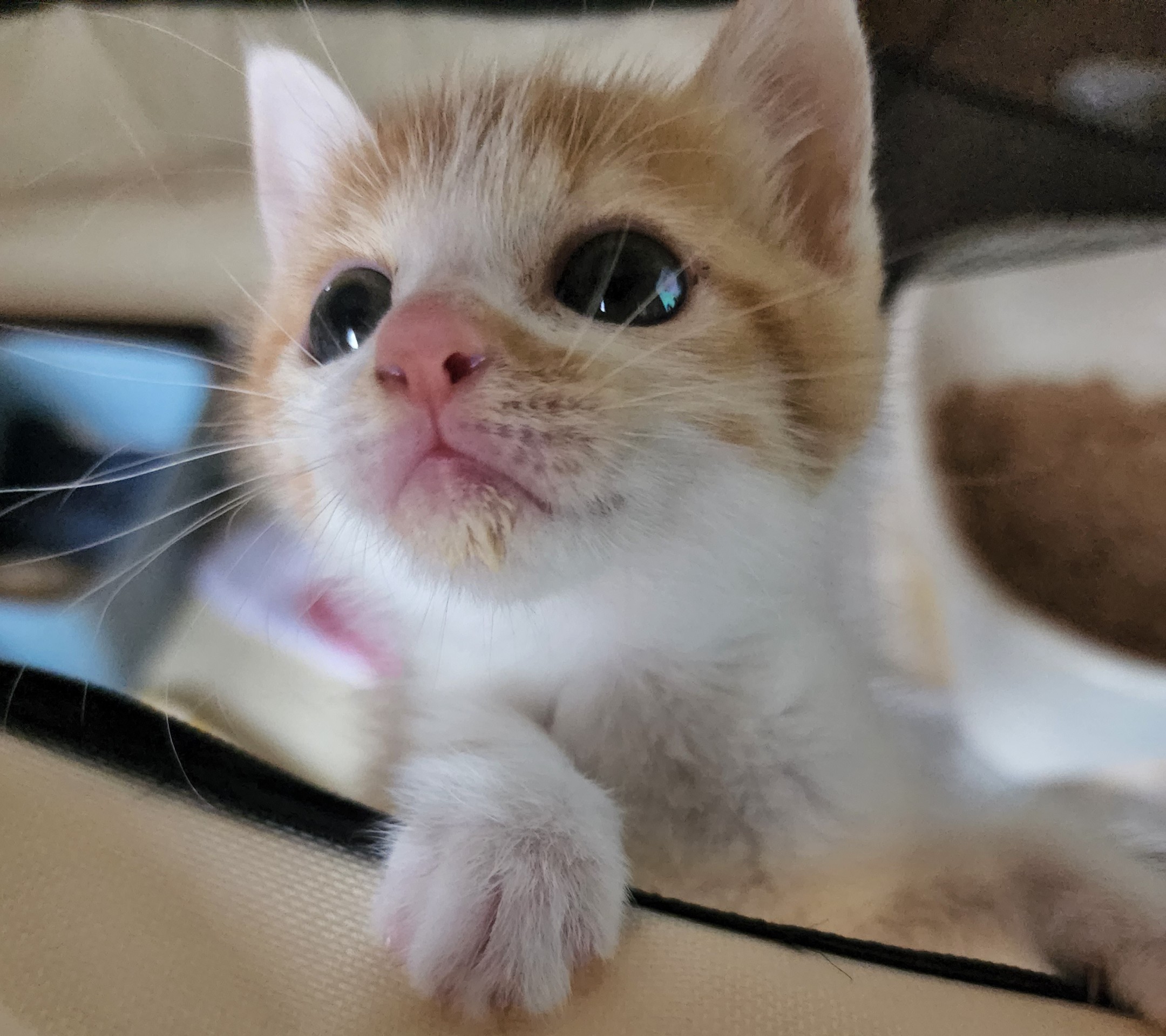 白血病プラス