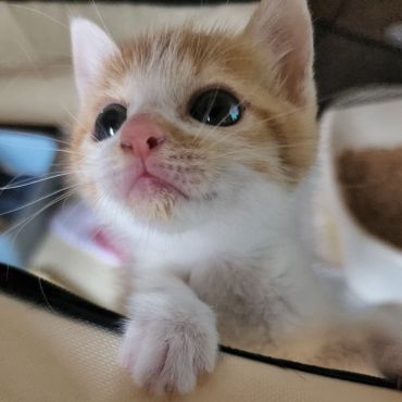 白血病プラス