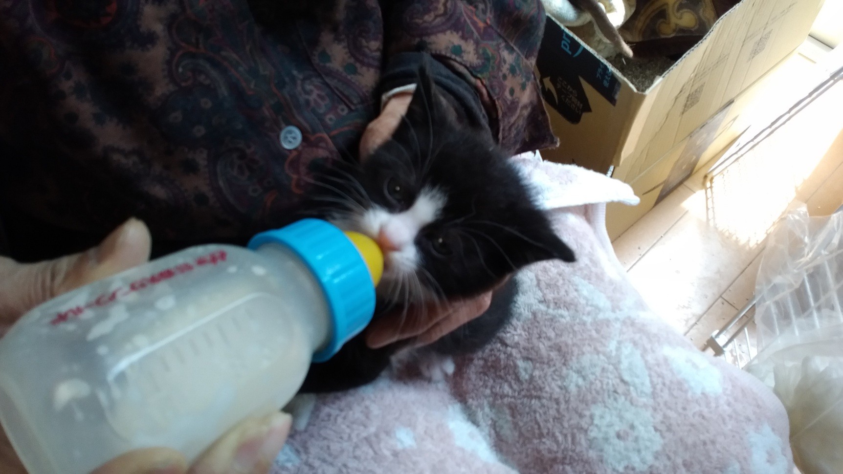 ミルク美味しいね