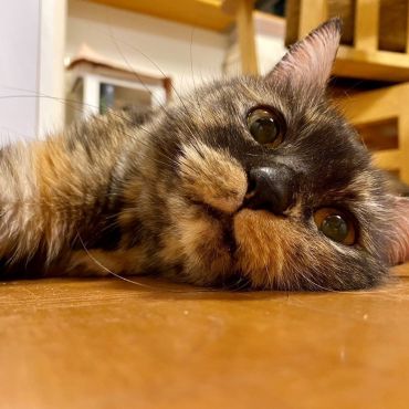 影千代は幸せだよおばあちゃん！