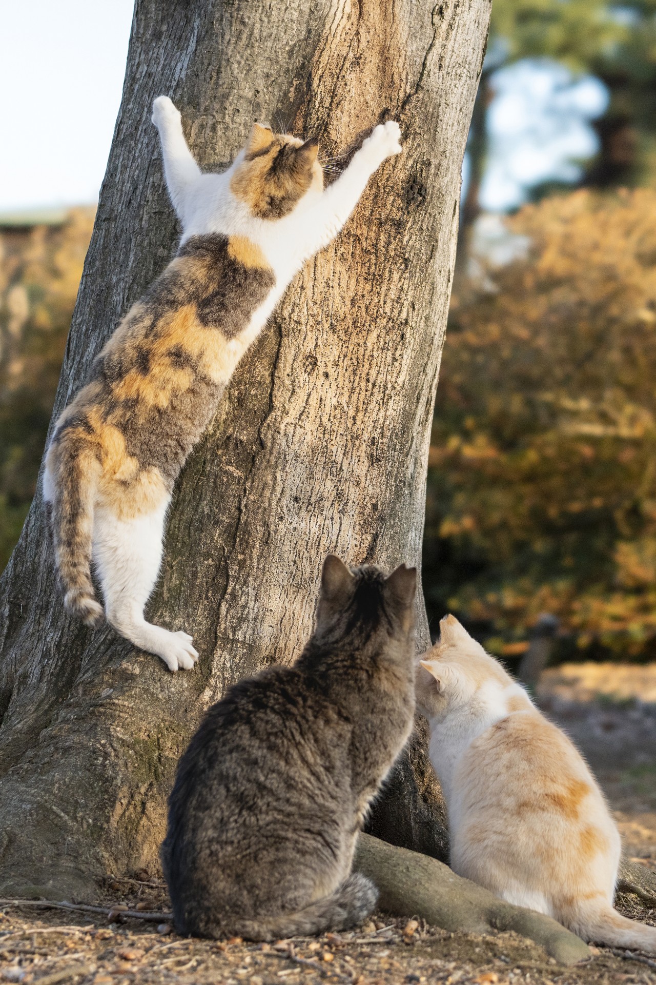 木登りミケと野次猫