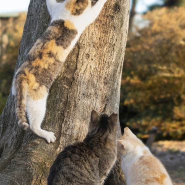 木登りミケと野次猫