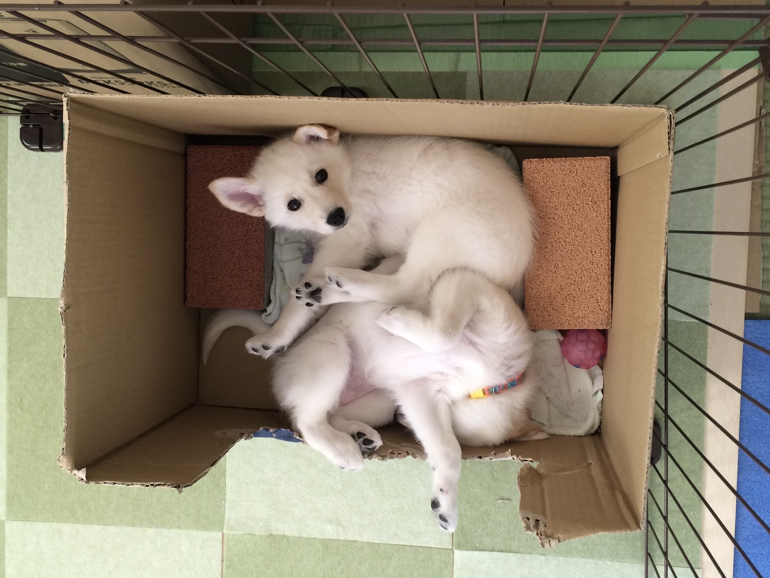寝てる時は天使！起きたら、、、