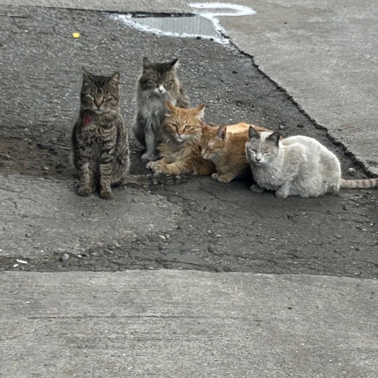 さくらねこ　さくらねこ待機中