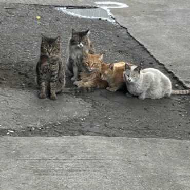 さくらねこ　さくらねこ待機中