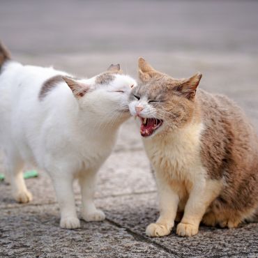 ないしょばなし