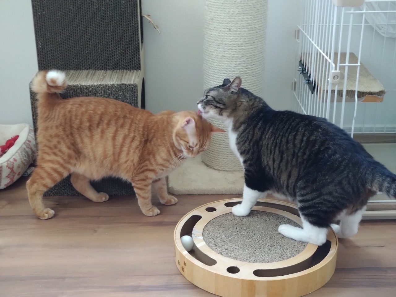 新しいパパができたよ