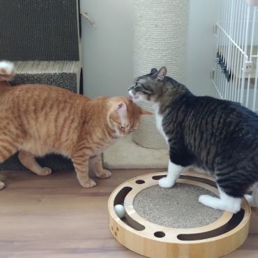 新しいパパができたよ