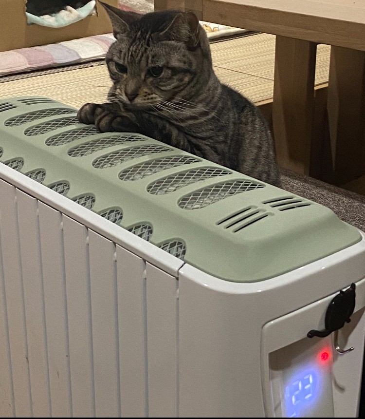 暖をとるお婆ちゃん(猫)