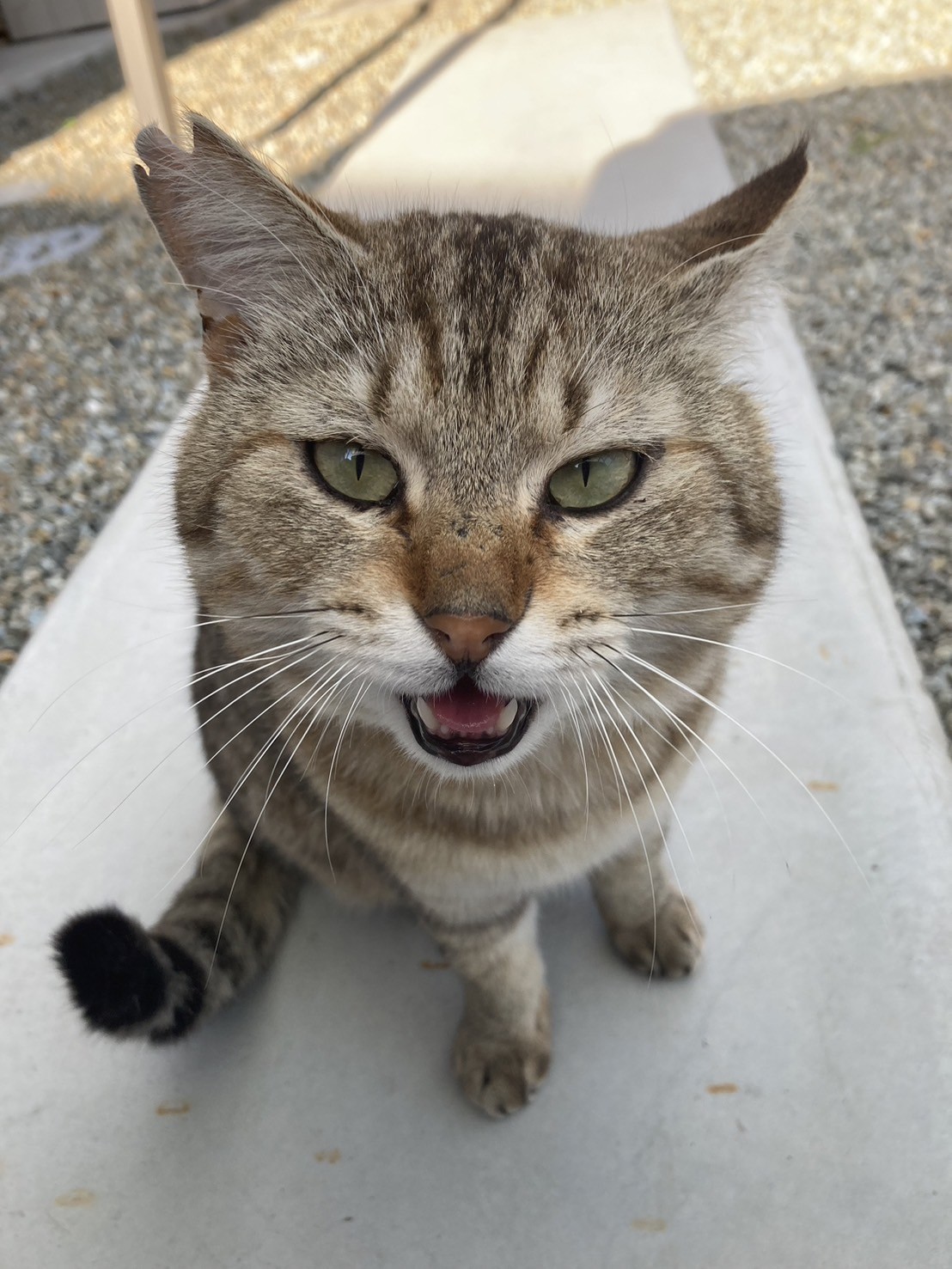 ぼくの名前は平和のへいちゃん！