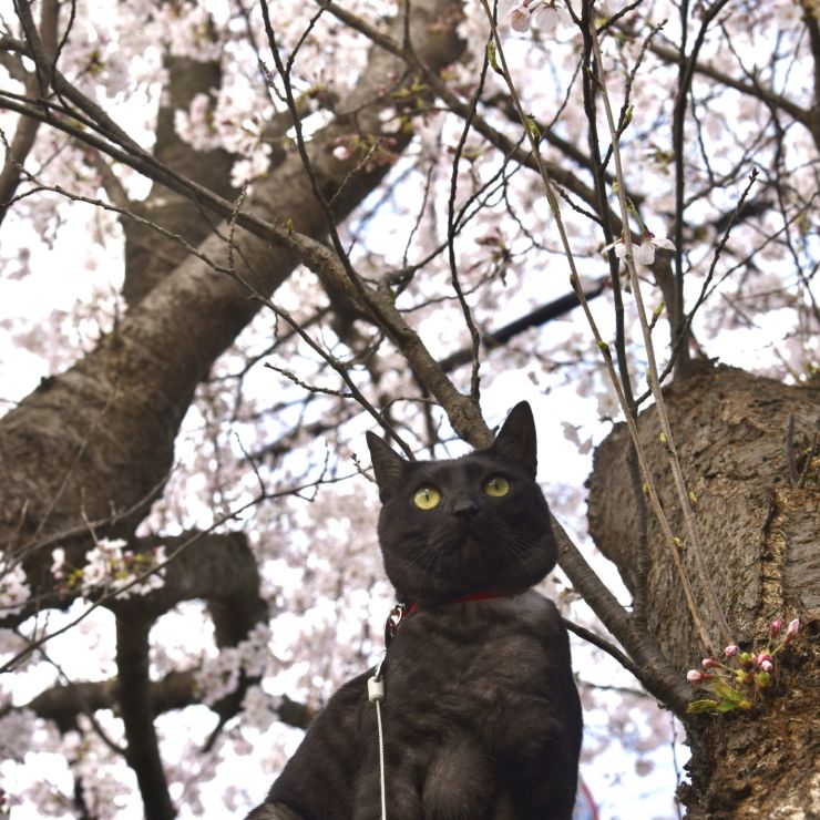 初桜