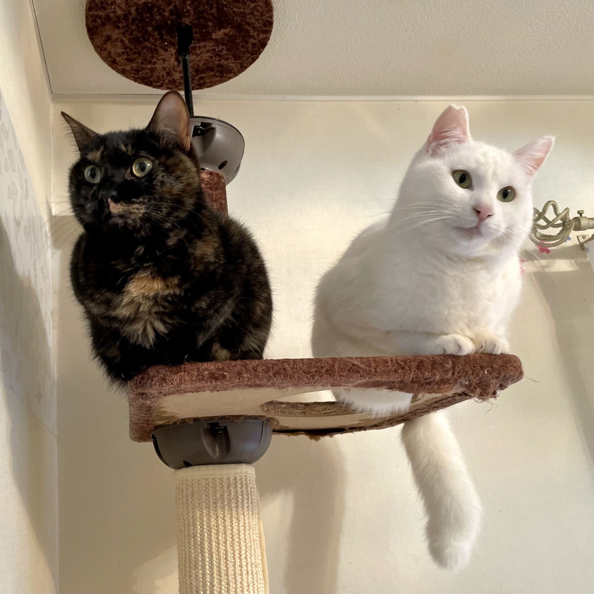 猫なので高い所も好き