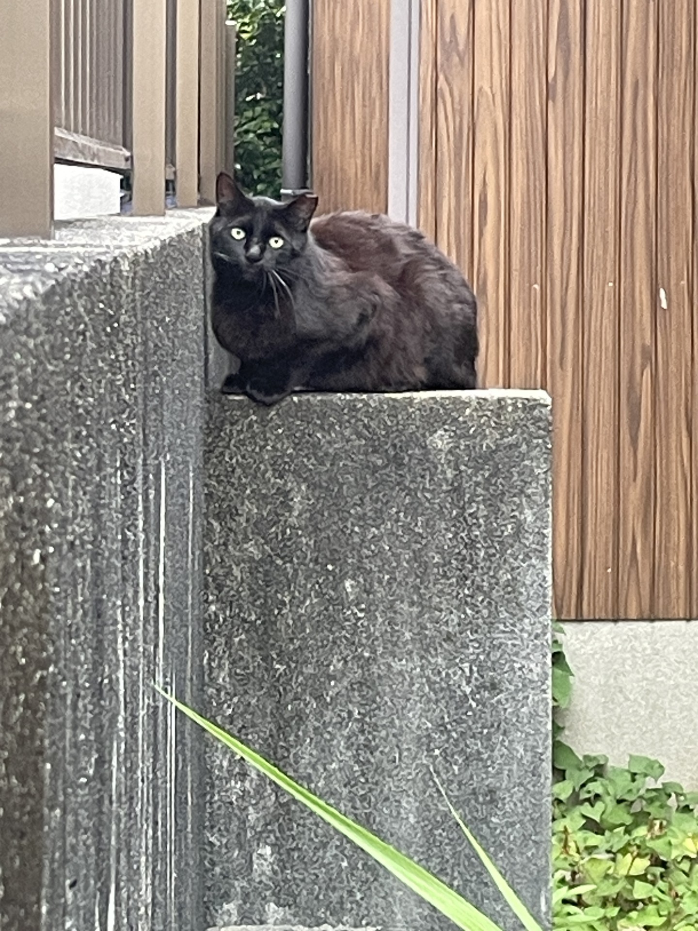 追い出されたくーちゃん