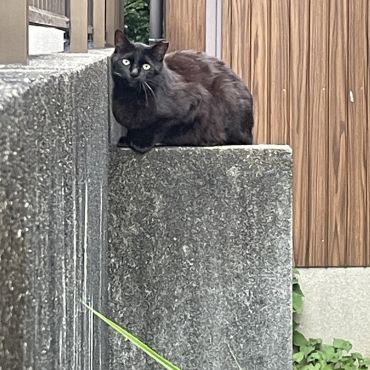 追い出されたくーちゃん