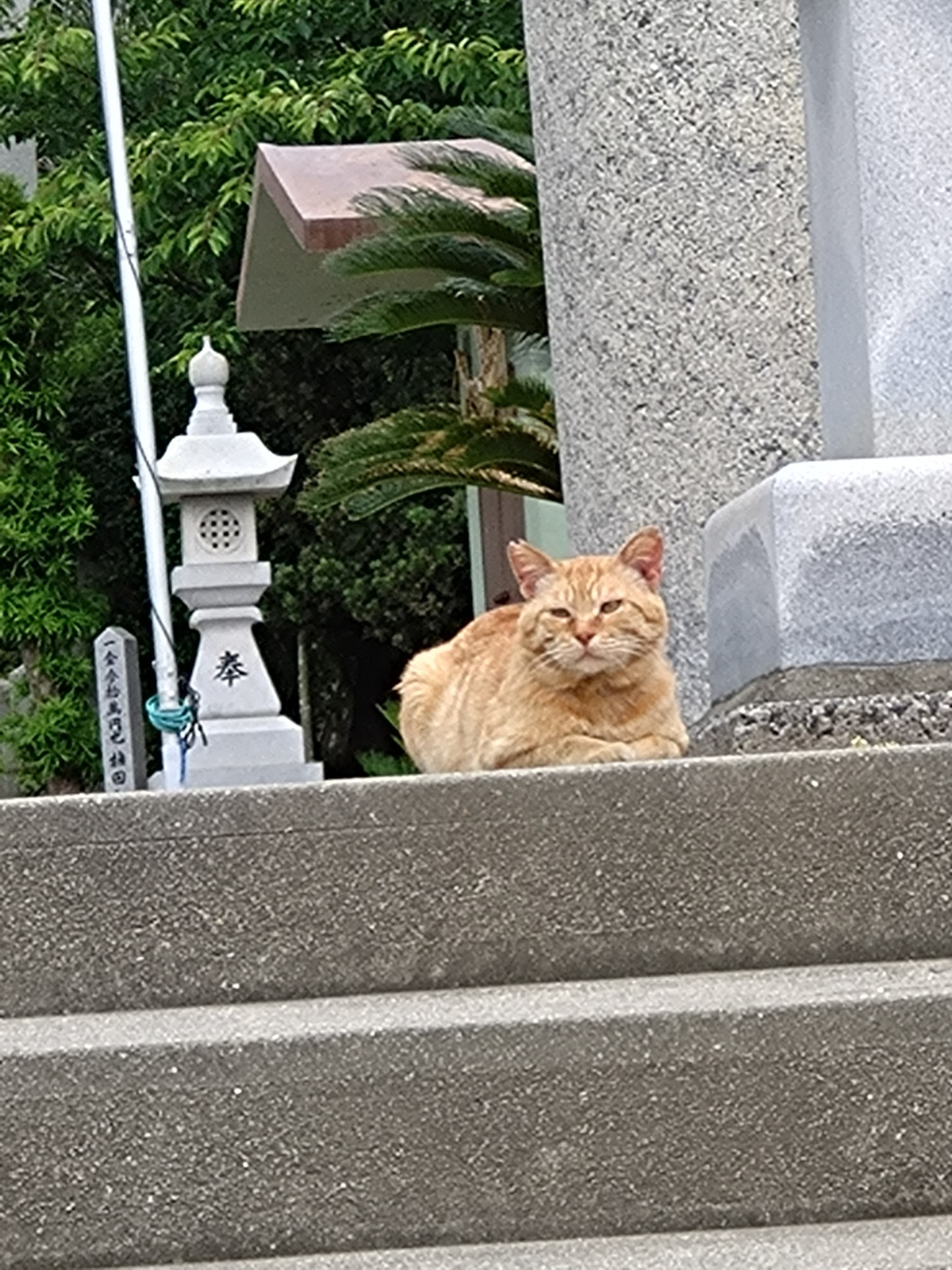 岬の神社猫