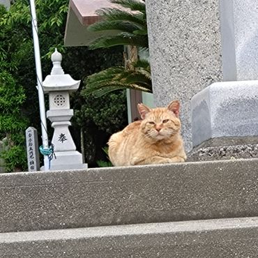 岬の神社猫