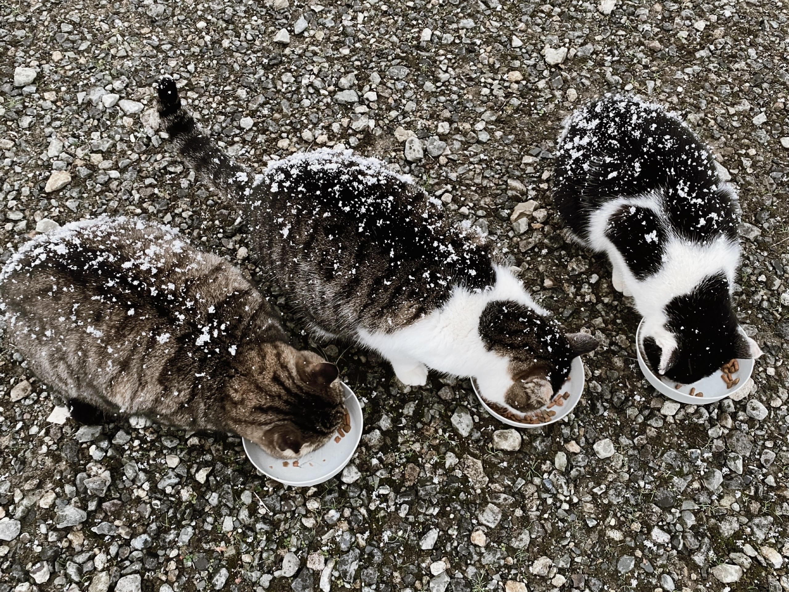 猫たちを襲った最強寒波