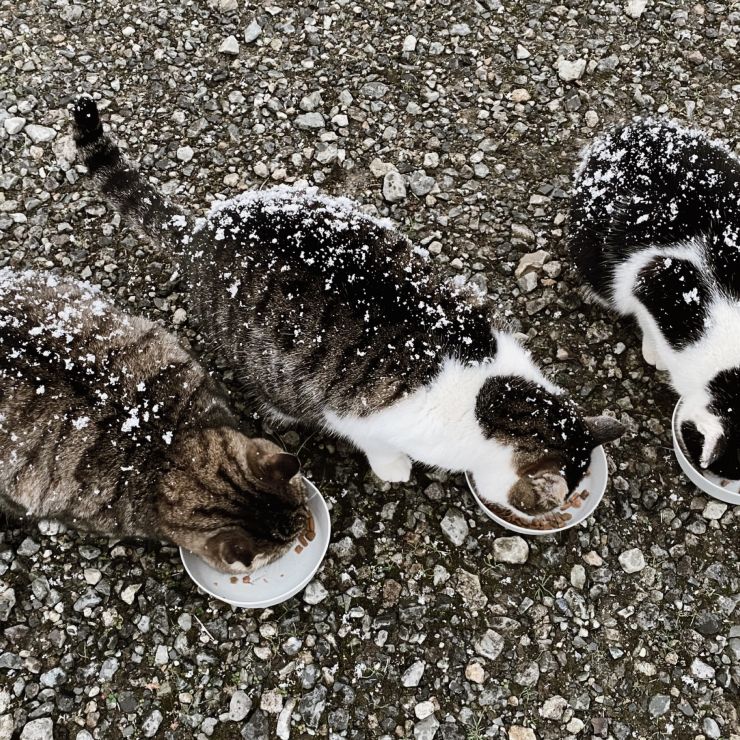 猫たちを襲った最強寒波